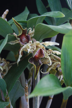 Image of Dendrobium alexandrae Schltr.