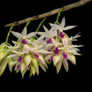 Imagem de Dendrobium amethystoglossum Rchb. fil.