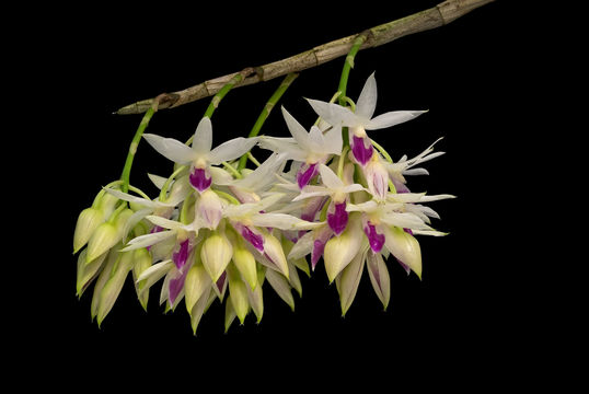 Imagem de Dendrobium amethystoglossum Rchb. fil.