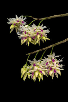 Sivun Dendrobium amethystoglossum Rchb. fil. kuva