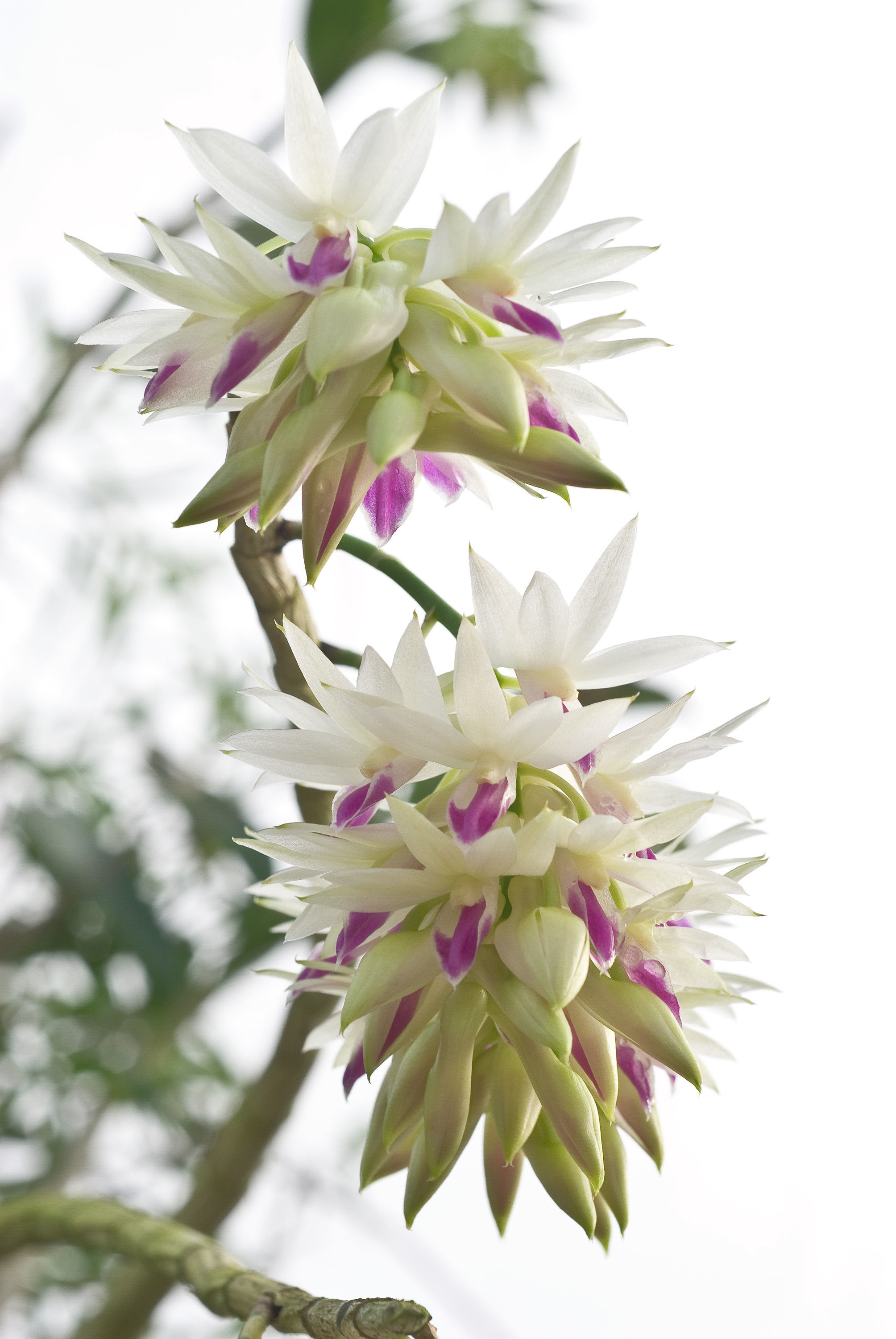 Imagem de Dendrobium amethystoglossum Rchb. fil.