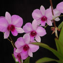 Imagem de Dendrobium bigibbum Lindl.