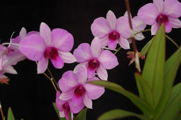 صورة Dendrobium bigibbum Lindl.