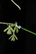 Image of Straggly pencil orchid
