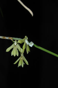 Imagem de Dendrobium bowmanii Benth.