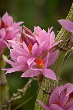 Plancia ëd Dendrobium bracteosum Rchb. fil.