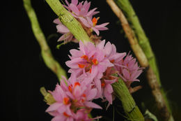 Imagem de Dendrobium bracteosum Rchb. fil.