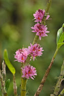 Imagem de Dendrobium bracteosum Rchb. fil.