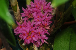 Imagem de Dendrobium bracteosum Rchb. fil.