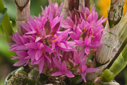 Imagem de Dendrobium bracteosum Rchb. fil.