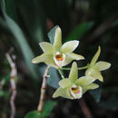 Plancia ëd Dendrobium catenatum Lindl.