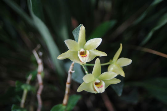 Imagem de Dendrobium catenatum Lindl.