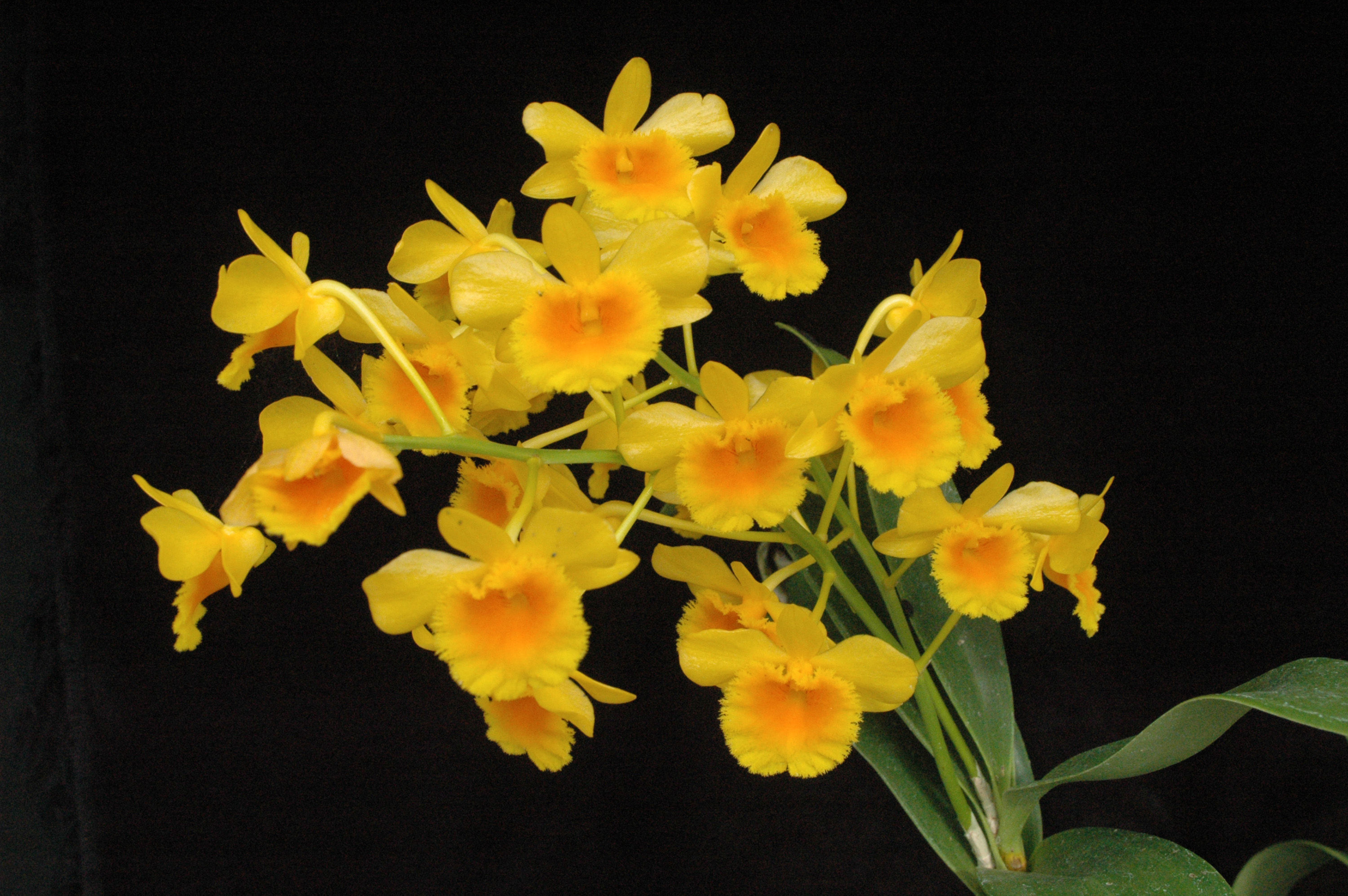 Imagem de Dendrobium chrysotoxum Lindl.