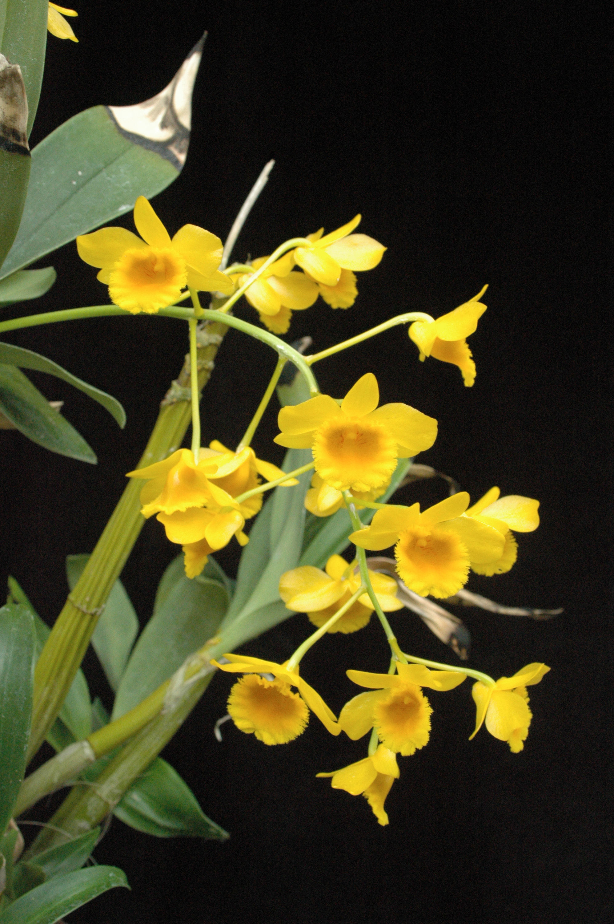 Imagem de Dendrobium chrysotoxum Lindl.