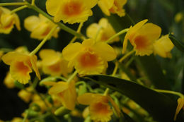 صورة Dendrobium chrysotoxum Lindl.