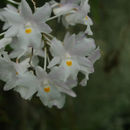 Image de Dendrobium cumulatum Lindl.