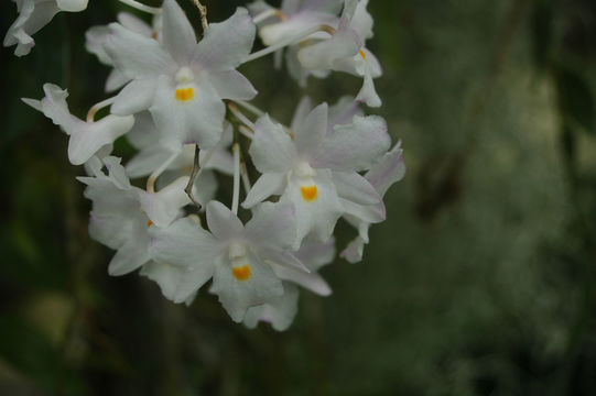 صورة Dendrobium cumulatum Lindl.