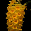 Image of Densely flowered Dendrobium