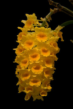 صورة Dendrobium densiflorum Lindl.