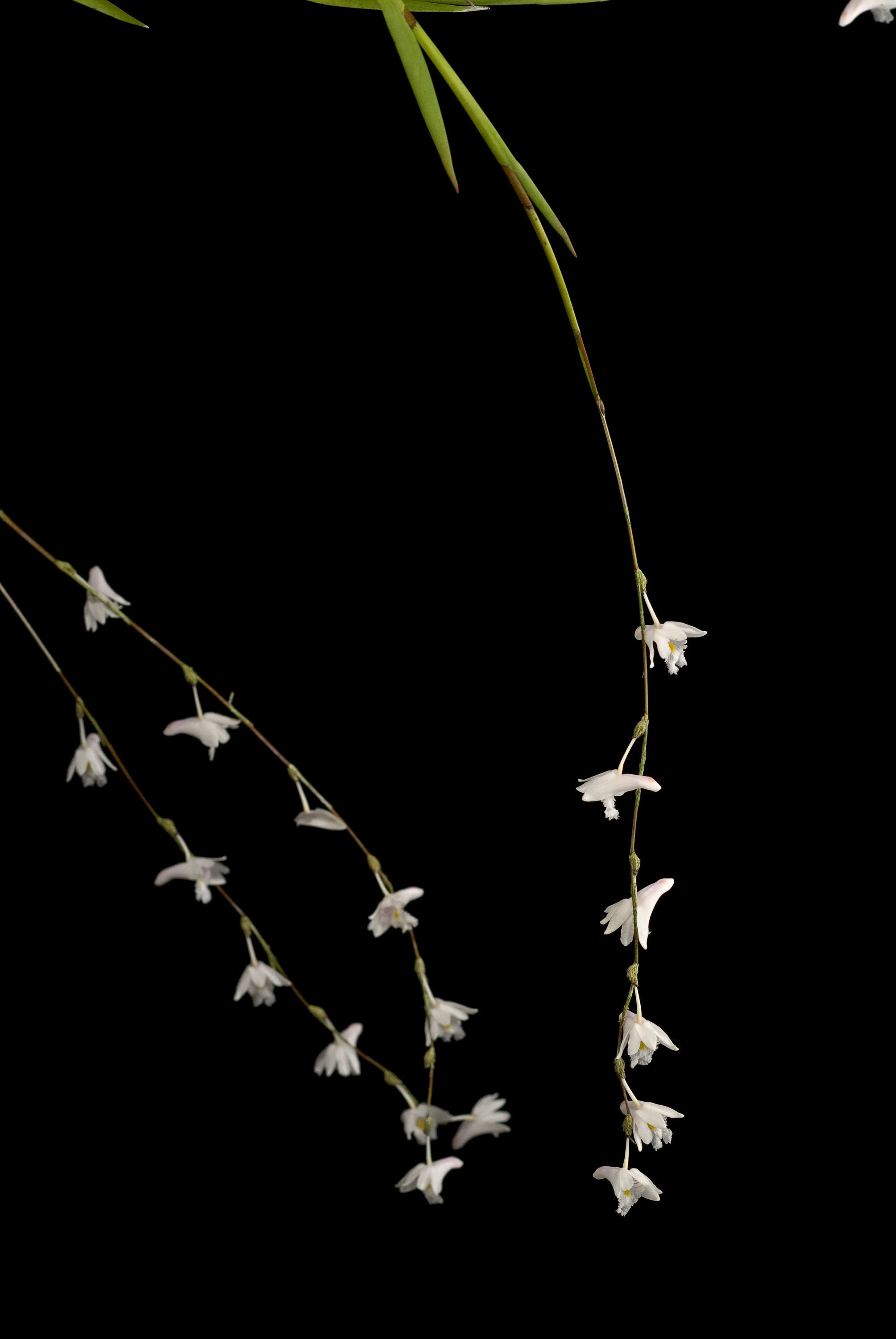 Dendrobium equitans Kraenzl.的圖片