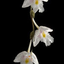 Image of <i>Dendrobium equitans</i> Kraenzl.