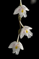 Dendrobium equitans Kraenzl.的圖片