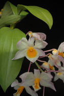 صورة Dendrobium farmeri Paxton