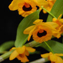 Imagem de Dendrobium fimbriatum Hook.