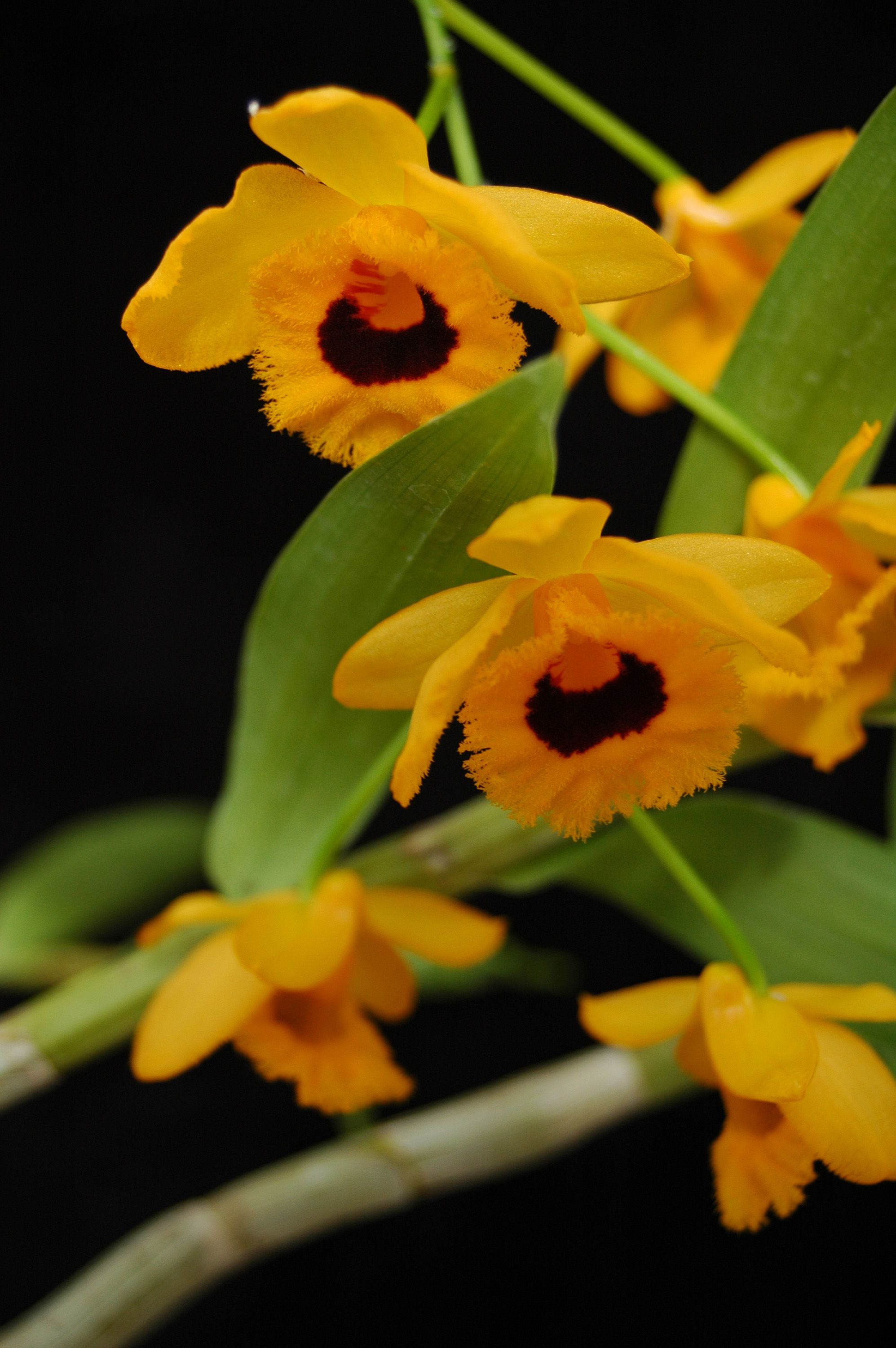 Plancia ëd Dendrobium fimbriatum Hook.