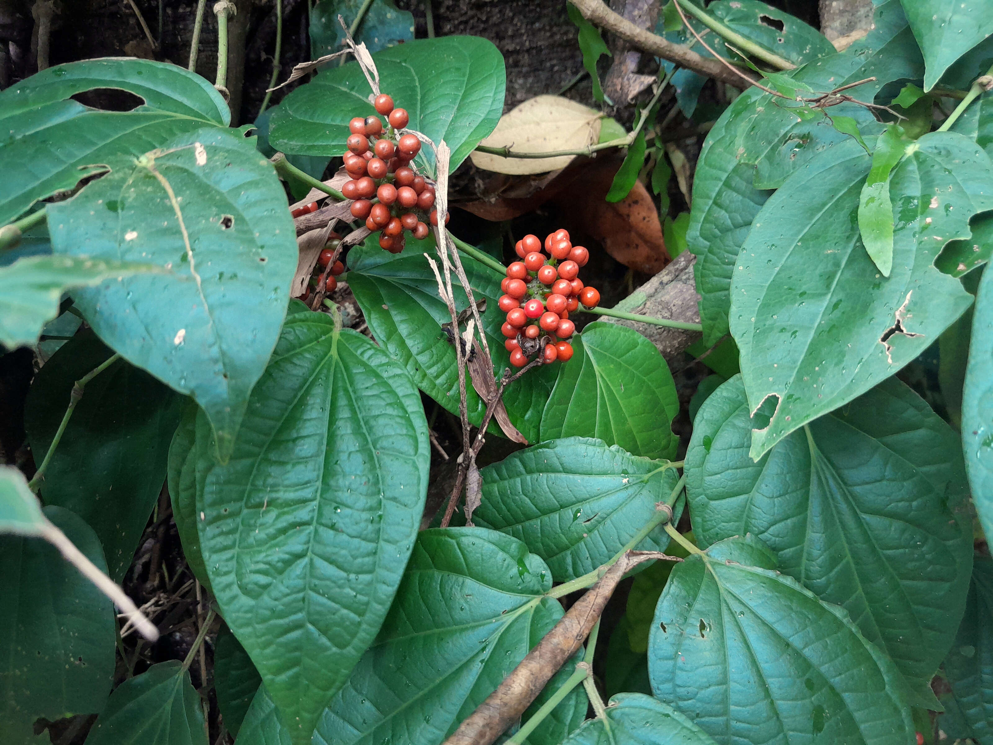 Plancia ëd Piper hederaceum (Miq.) C. DC.