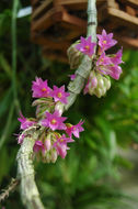 Image of Dendrobium goldschmidtianum Kraenzl.