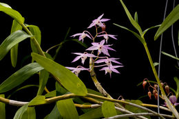 صورة Dendrobium hercoglossum Rchb. fil.