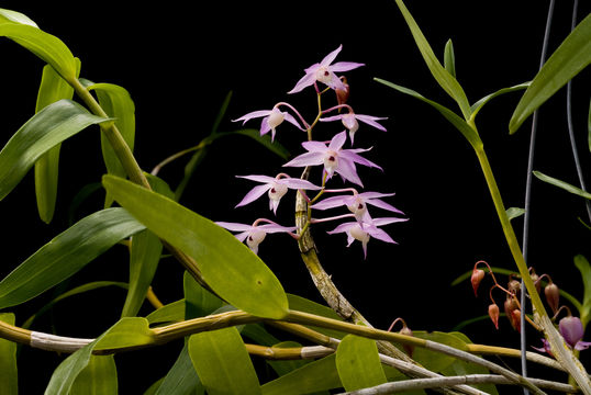 Image de Dendrobium hercoglossum Rchb. fil.