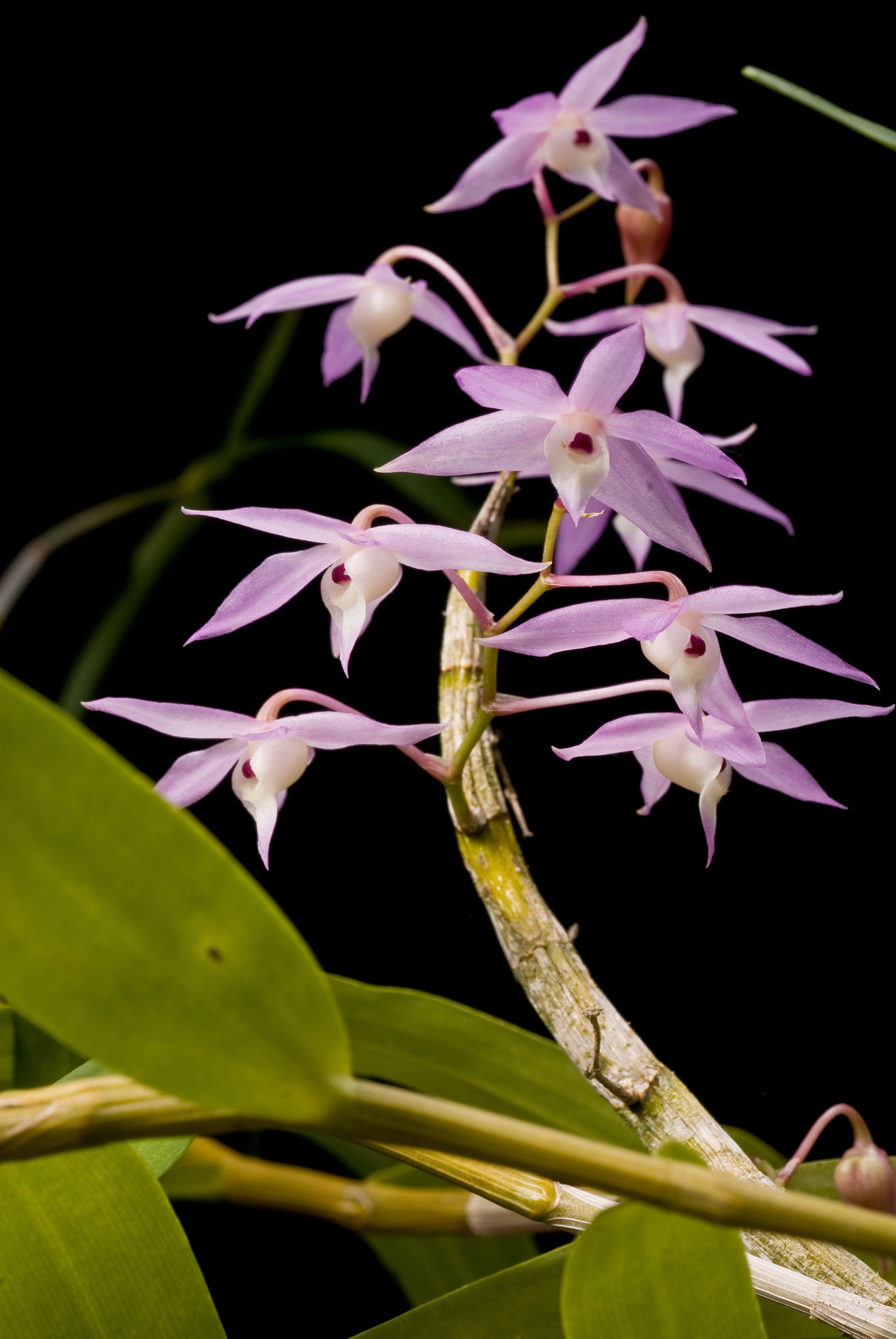 صورة Dendrobium hercoglossum Rchb. fil.