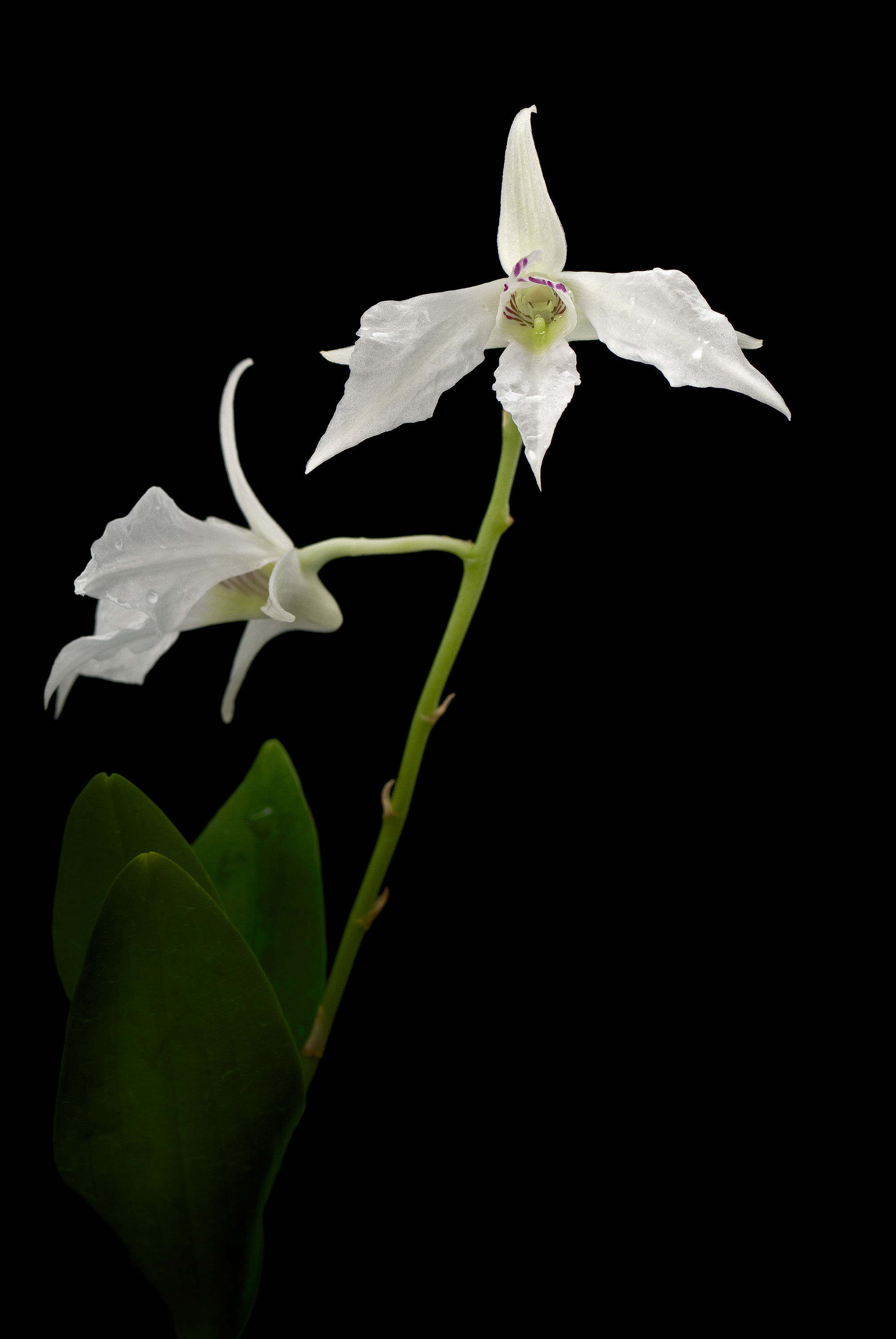 Image of Dendrobium johnsoniae F. Muell.