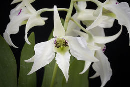 Image of Dendrobium johnsoniae F. Muell.