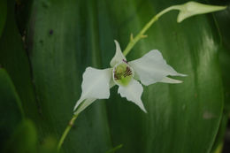 Image of Dendrobium johnsoniae F. Muell.