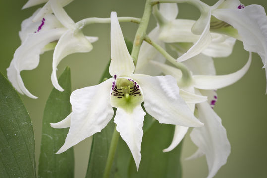 Image of Dendrobium johnsoniae F. Muell.