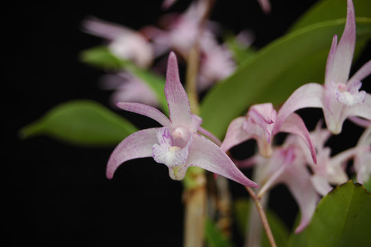 Image of Pink rock orchid