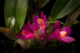 Image of Dendrobium laevifolium Stapf