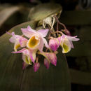 Image of Dendrobium lamellatum (Blume) Lindl.