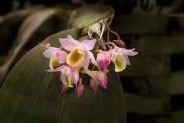 Plancia ëd Dendrobium lamellatum (Blume) Lindl.