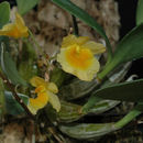 Imagem de Dendrobium lindleyi Steud.
