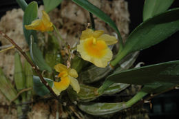 Imagem de Dendrobium lindleyi Steud.