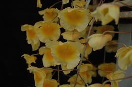 Image of Dendrobium lindleyi Steud.