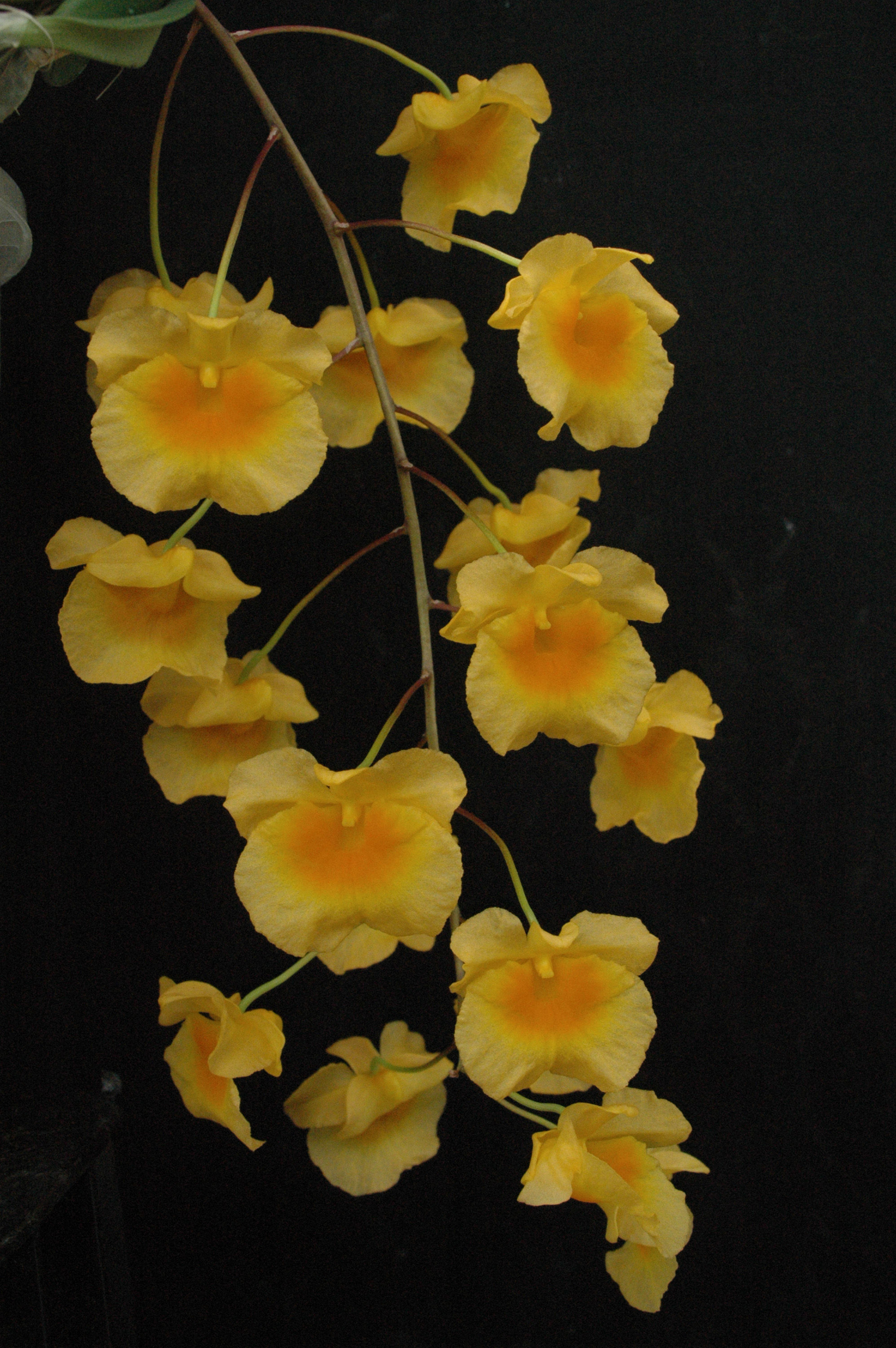 Imagem de Dendrobium lindleyi Steud.