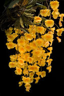 Imagem de Dendrobium lindleyi Steud.