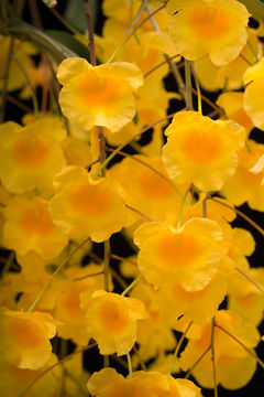 Imagem de Dendrobium lindleyi Steud.