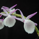 Image of Bent-racemed Dendrobium