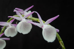 Plancia ëd Dendrobium lituiflorum Lindl.